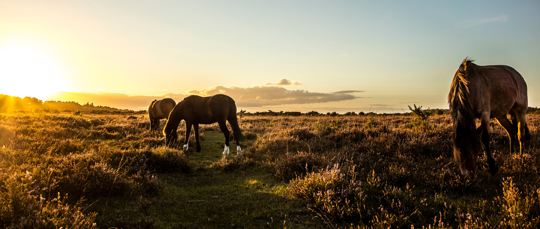 New Forest Ponies graze at sunset